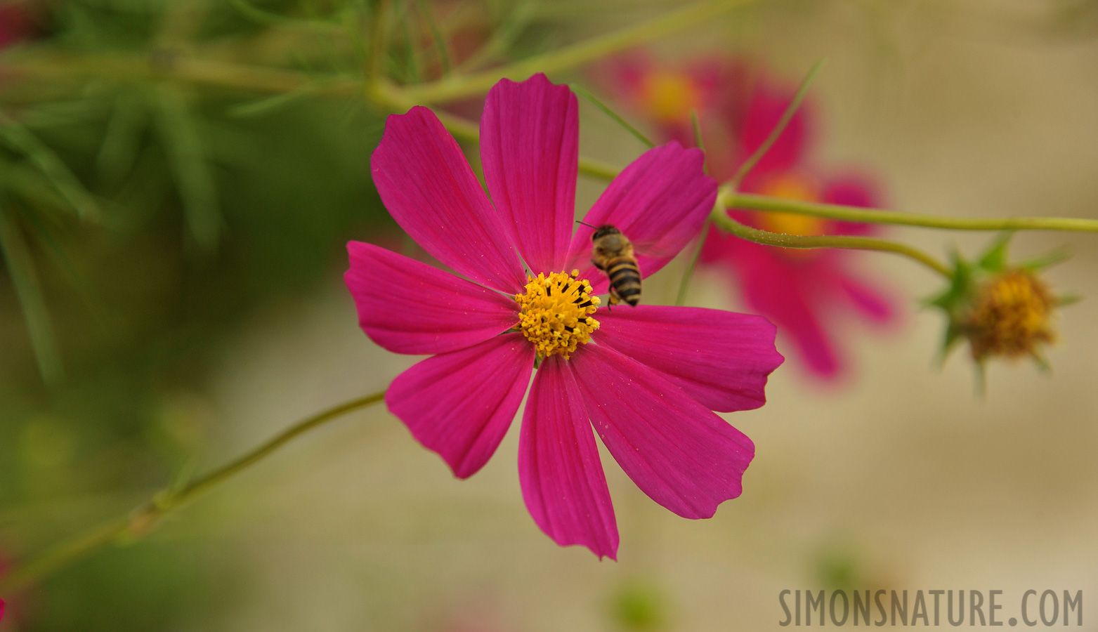 [300 mm, 1/320 Sek. bei f / 8.0, ISO 800]